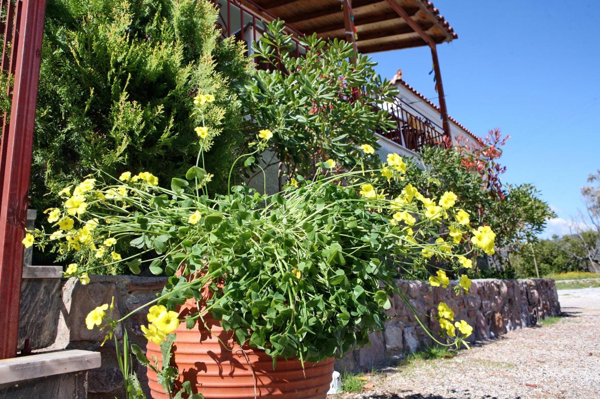 Paradisos Studios Pyrgi Thermis Exterior foto